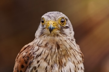 Common Kestrel (Falco Tinnunculus)