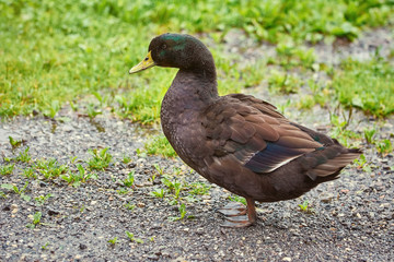 Duck on the Ground