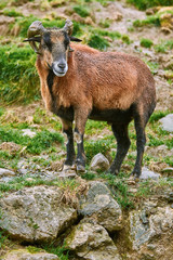 Ram on Stones
