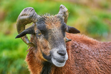 Portret of Ram © Sergej Razvodovskij