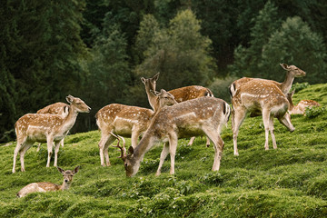 Naklejka na ściany i meble Deers near the Forest