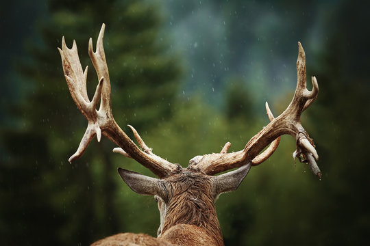 Fototapeta Red Deer Stag