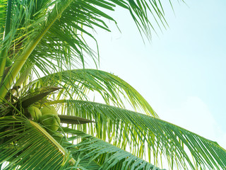 Fototapeta na wymiar coconut palm tree for summer background