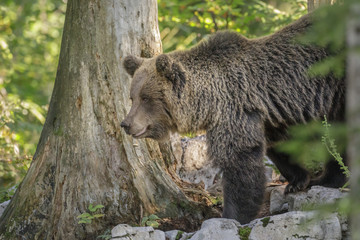 Obraz premium Male brown bear