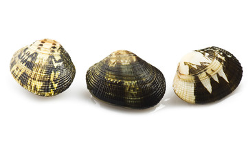 Fresh raw Clam close up on white