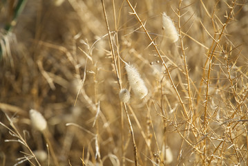 Autumn dry grass                        