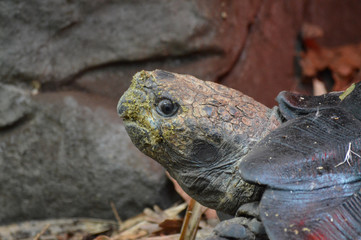 Turtle