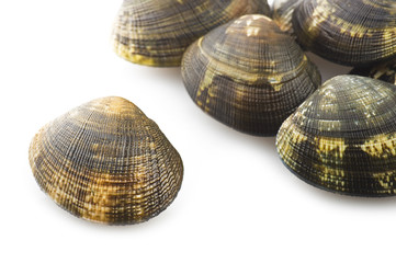 Fresh raw Clam close up on white