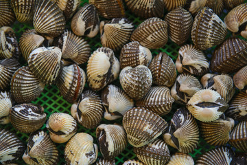 Freshness raw cockles in the market