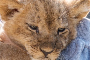 Lion cub sitting and pawing up, close up