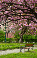 Obraz na płótnie Canvas beautiful springtime background. Pink Sakura trees behind the wooden bench in blossoming city park