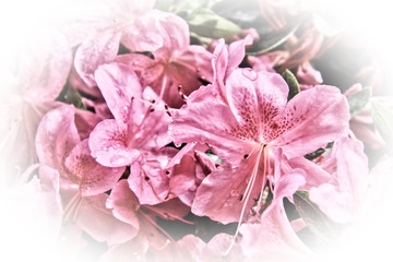 Pink Flowers with white vignette