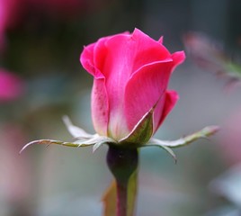 Happy Rose bud