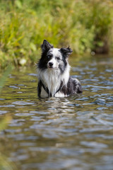 Hund im Wasser