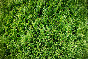 Green background. Leaf texture of thuja trees. Green cypress natural background. Evergreen trees