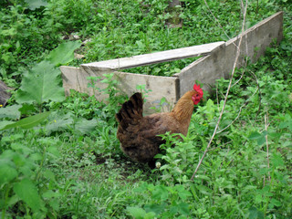 Hen