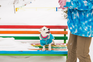 Dog Jack Russell Terrier in winter park