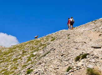 Meeting with mountain chamois.