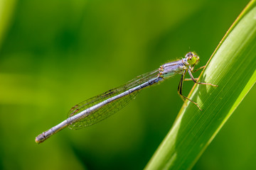 Blue Damselfly on Blade of Grass