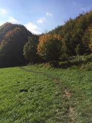 Naturlandschaft im Herbst mit Waldweg
