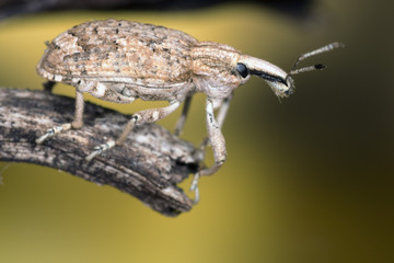 Weevil Beetle