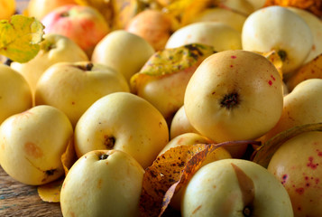 Ripe juicy apples with fallen leaves .