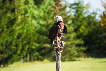 Bald Eagle