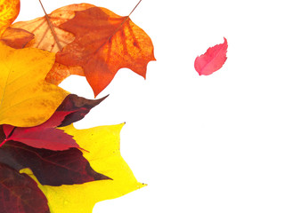 autumn leaves on white background