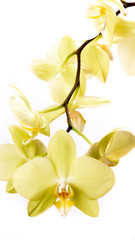 Obraz na płótnie Canvas Gelbe Phalaenopsis Orchidee isoliert vor weißem Hintergrund