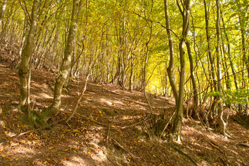 autumn forest