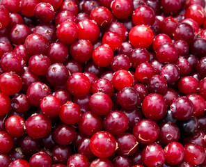 Background made up of a variety of fresh cranberries