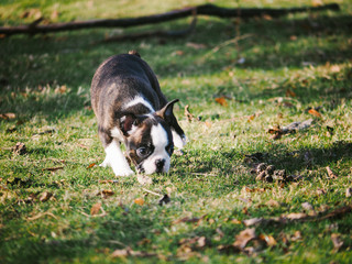 Young Boston Terrier Puppy Playing Outside