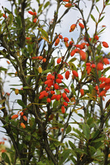 Barberry growing on the branch in autumn time
