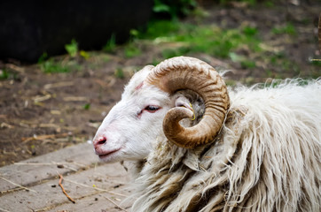 Ram on Farm