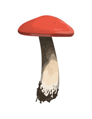 Isolated aspen mushroom.