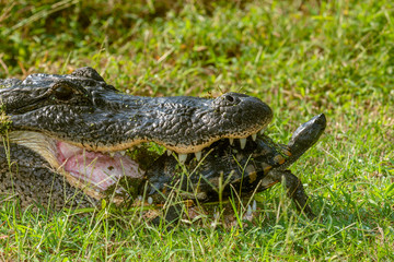 American Alligator Trying to Eat a Turtle