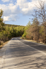 empty road in forest