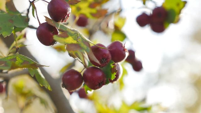 Red berries on thorny branches Red berries. autumn branch sunlight and leaves on thorny branches hawthorn or thornapple Crataegus, common hawthorn, singleseed hawthorn close-up, selective focus