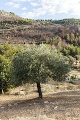 Fototapeta premium one olive tree