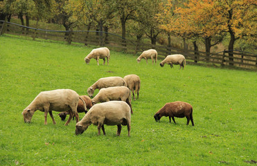 Obraz na płótnie Canvas herd of sheep pasturing on the green meadow in early autumn