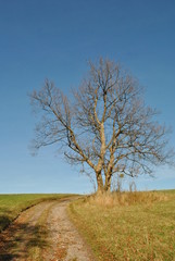 Nagie drzewo przy drodze