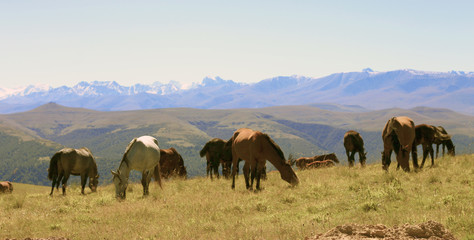 Obraz na płótnie Canvas A Horses On The Autumn Caucasus Meadow