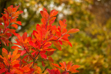 Autumn, red leaves. Background