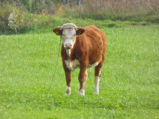 Cow Red and White