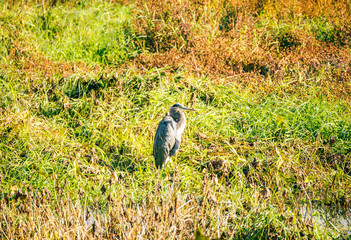 Herring Bird in Wetlands Area