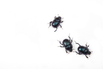 Three black bugs on white background. Security concept.