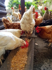 A group of pasture raised chickens peck for feed on the ground

