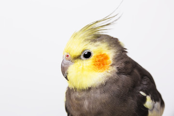 Portrait of a grey cockatiel Nymphicus hollandicus in front of white background