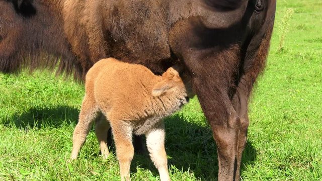 bison calf walks under cow and feeds 4k