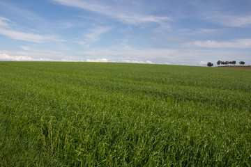 Obraz premium summer landscape